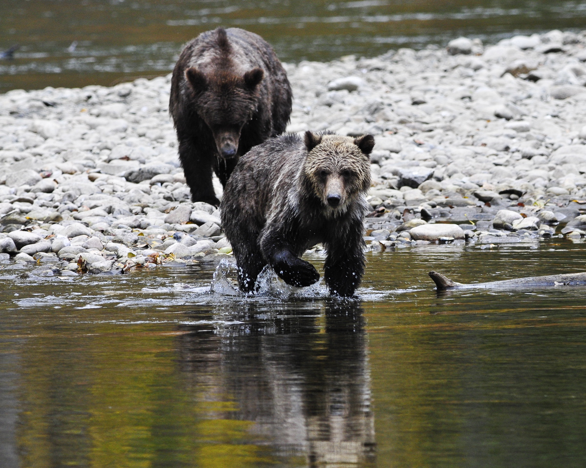 British Columbia, Kanada, Tweedsmuir, Tweedsmuir Park Lodge, Bären, Fluss, Grizzly, Tiere, Natur, Bella Coola, Afrikarma, Afrikarma Safaris, Afrikarma Safaris - Wildnis. Hautnah., Afrikarma.de