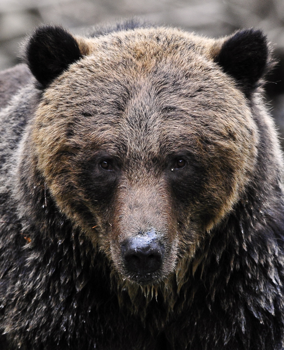 Tweedsmuir Park Lodge: Auf Augenhöhe mit einem Grizzly Bären Tweedsmuir Park Lodge: Auf Augenhöhe mit einem Grizzly Bären
