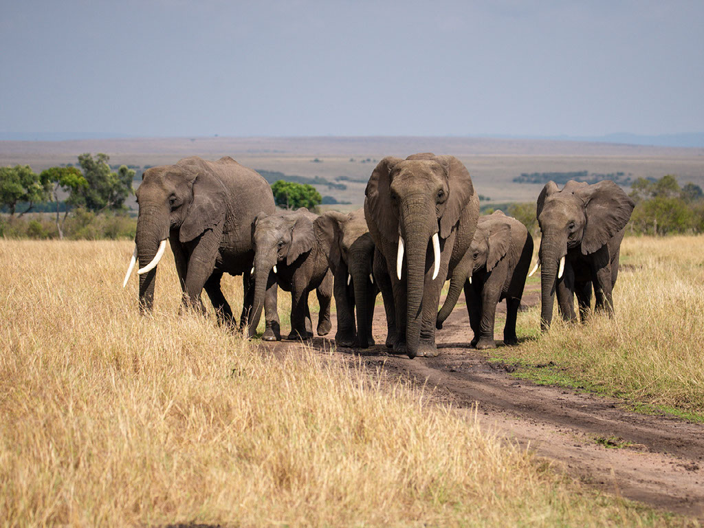 Entim Masai Mara, Mara National Reserve, Africa Eco Adventures, Elefanten, Loxodonta Africana, Aktivitäten, Game Drive, Pirschfahrt, Tiere, Vögel, Afrikarma, Afrikarma Safaris, Afrikarma Safaris - Wildnis. Hautnah., Afrikarma.de