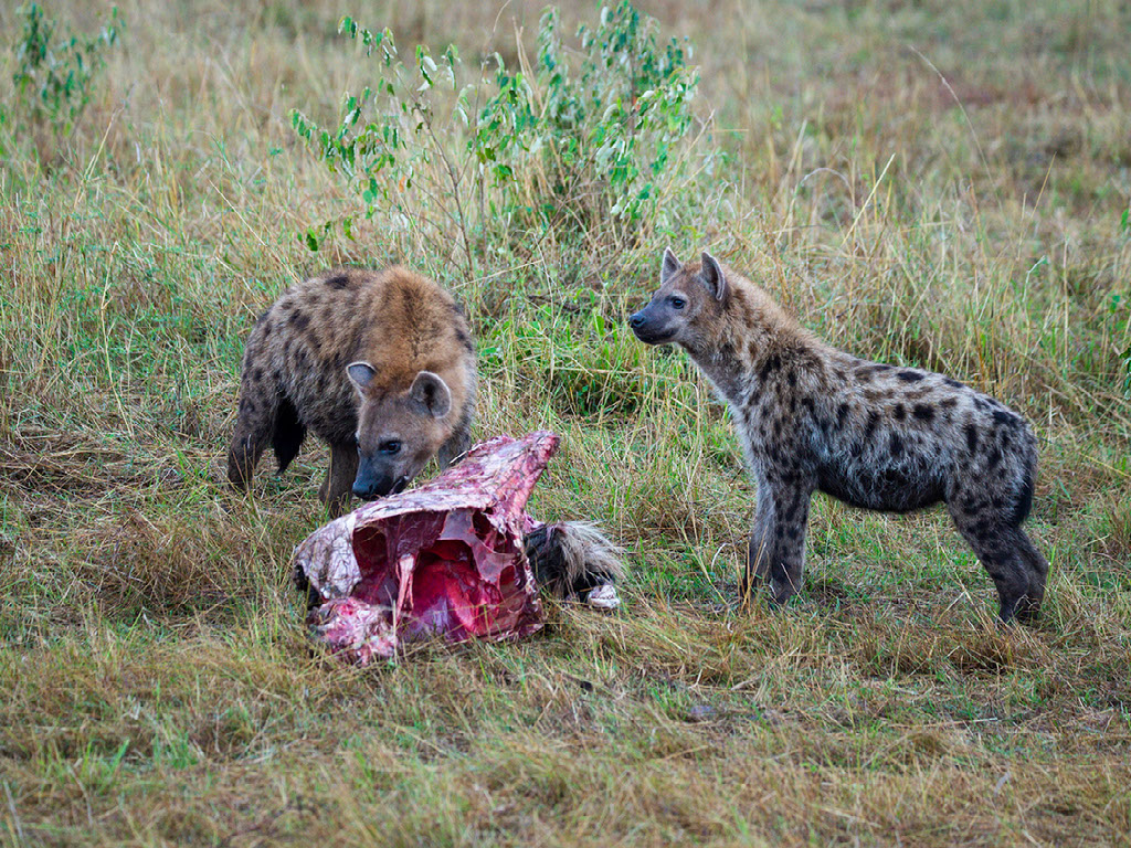 Entim Masai Mara, Mara National Reserve, Africa Eco Adventures, Aktivitäten, Game Drive, Pirschfahrt, Tiere, Vögel, Crocuta Crocuta, Hyäne, Tüpfelhyäne, Afrikarma, Afrikarma Safaris, Afrikarma Safaris - Wildnis. Hautnah., Afrikarma.de
