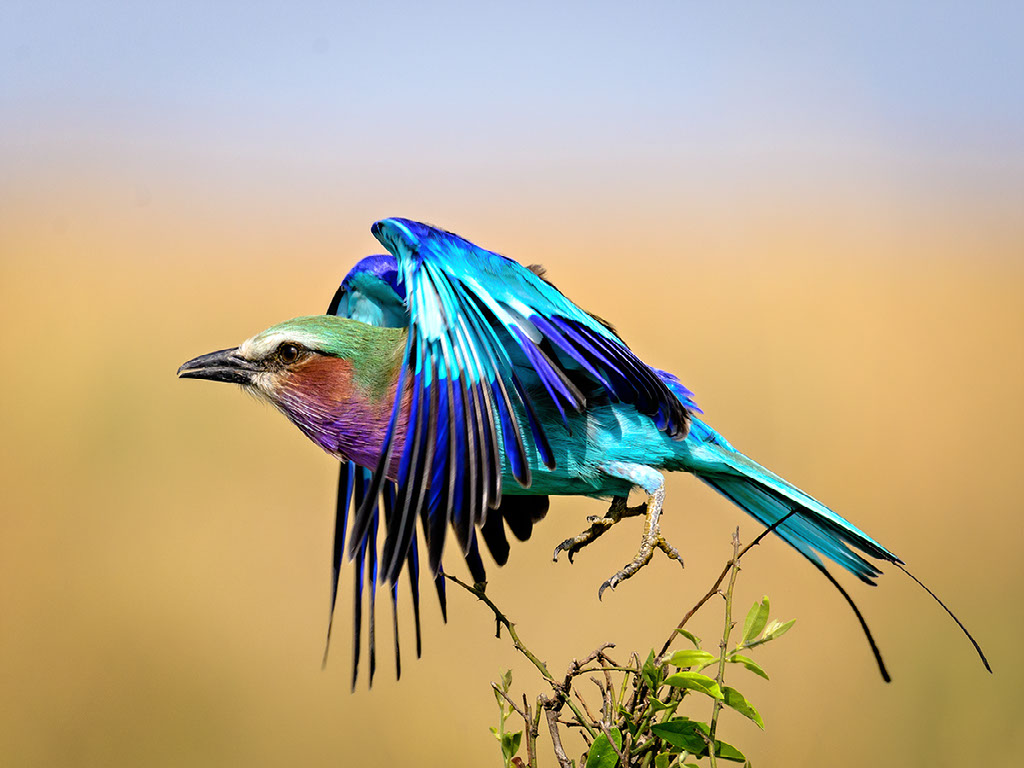 Entim Masai Mara, Mara National Reserve, Africa Eco Adventures, Aktivitäten, Game Drive, Pirschfahrt, Tiere, Vögel, Gabelracke, Afrikarma, Afrikarma Safaris, Afrikarma Safaris - Wildnis. Hautnah., Afrikarma.de