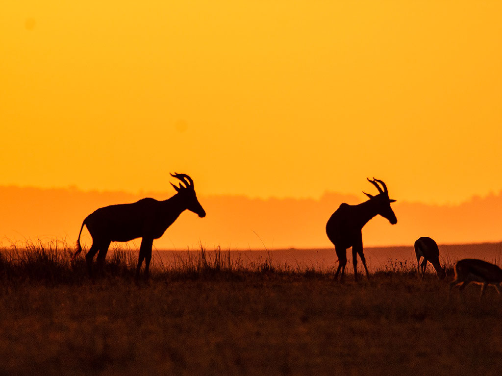 Entim Masai Mara, Mara National Reserve, Africa Eco Adventures, Aktivitäten, Game Drive, Pirschfahrt, Tiere, Vögel, Damaliscus lunatus jimela, Topi, Afrikarma, Afrikarma Safaris, Afrikarma Safaris - Wildnis. Hautnah., Afrikarma.de