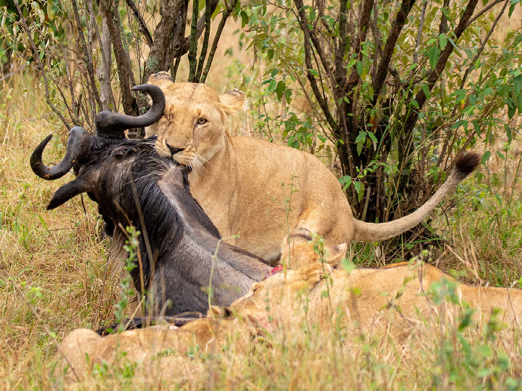 Entim Masai Mara: Löwin mit erbeutetem Gnu Entim Masai Mara: Löwin mit erbeutetem Gnu