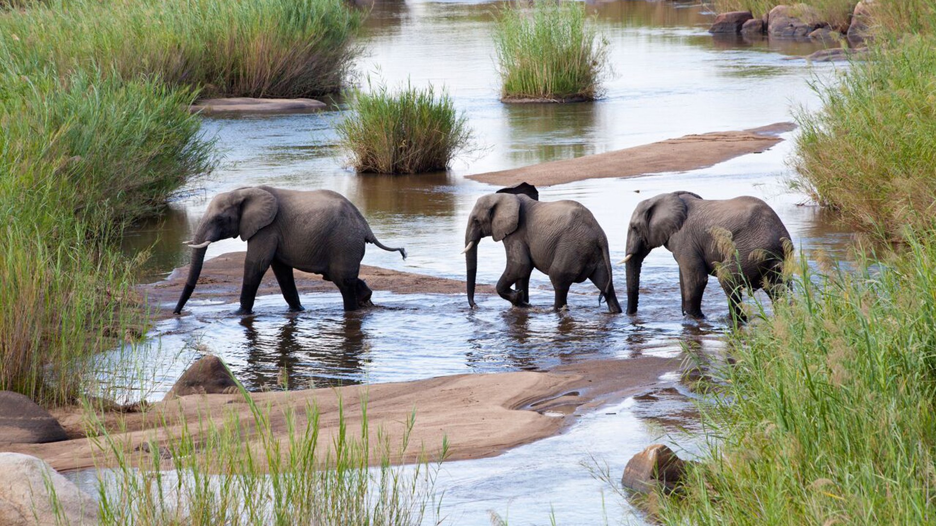 Masai Mara, Olare Mara Kempinski, Olare Motorogi Conservancy, Safari Camp, Game Drive, Safari, Tierbeobachtung, Elefanten, Flussbett, Afrikarma, Afrikarma Safaris, Afrikarma Safaris. Wildnis. Hautnah., Afrikarma.de