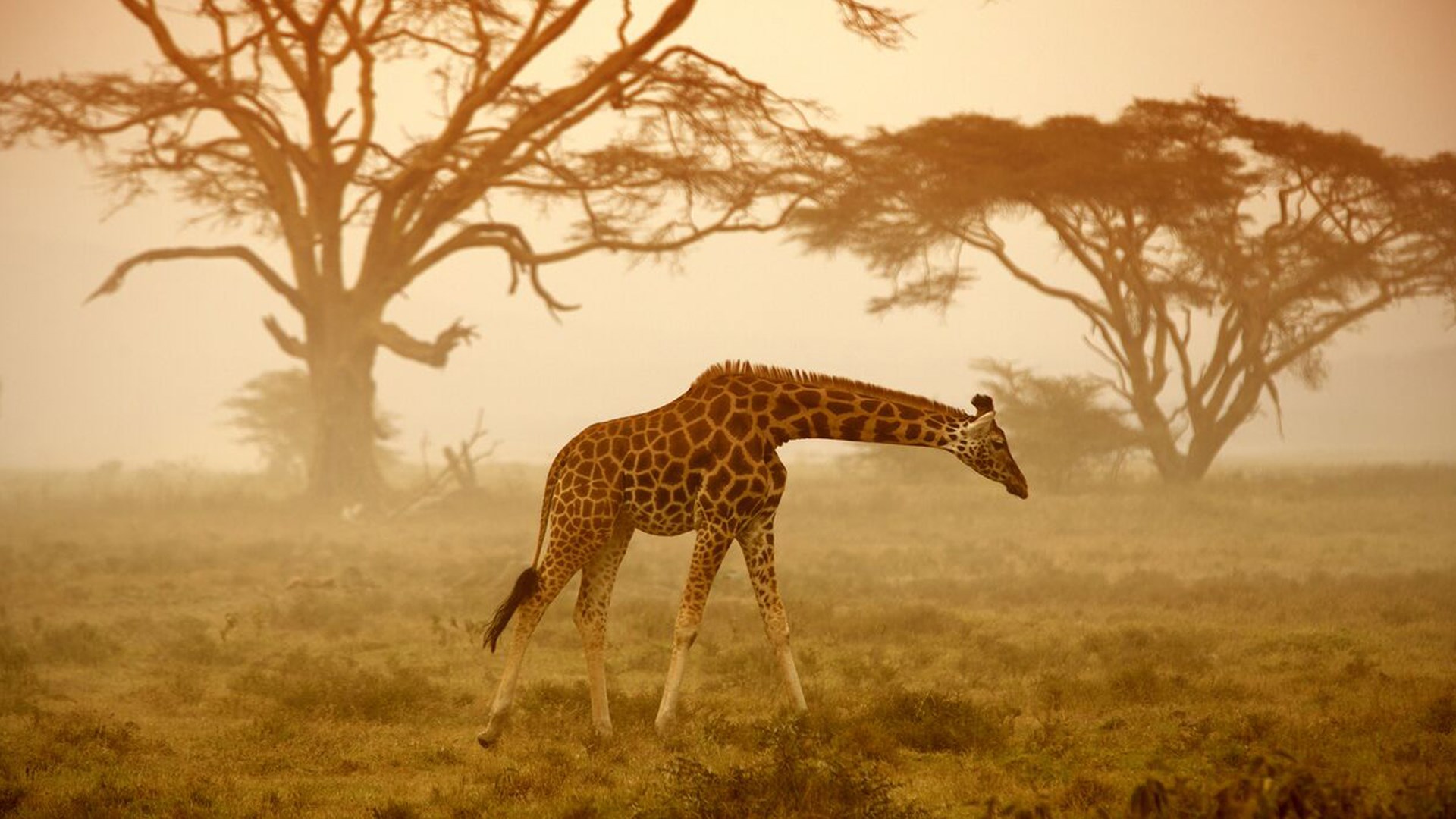 Olare Mara Kempinski: Giraffe