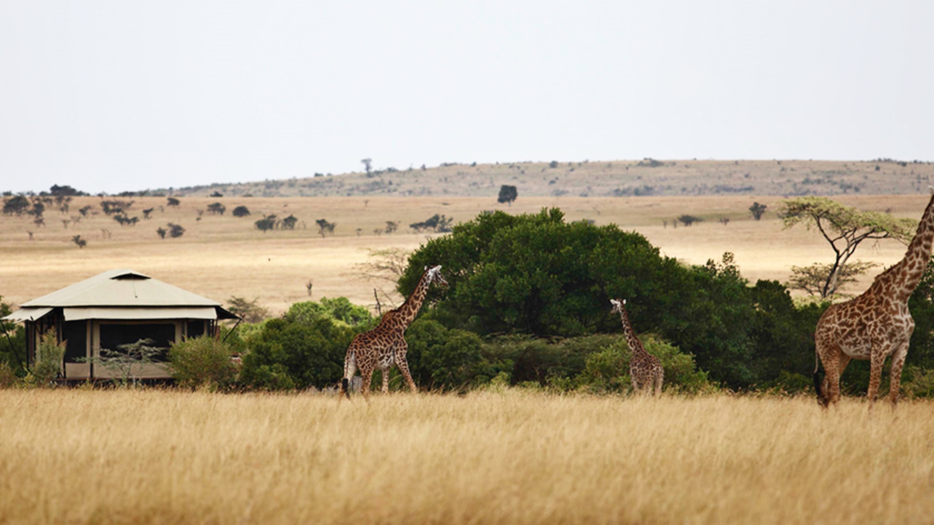 Masai Mara, Olare Mara Kempinski, Olare Motorogi Conservancy, Safari Camp, Gästezelt, Giraffen, Afrikarma, Afrikarma Safaris, Afrikarma Safaris. Wildnis. Hautnah., Afrikarma.de