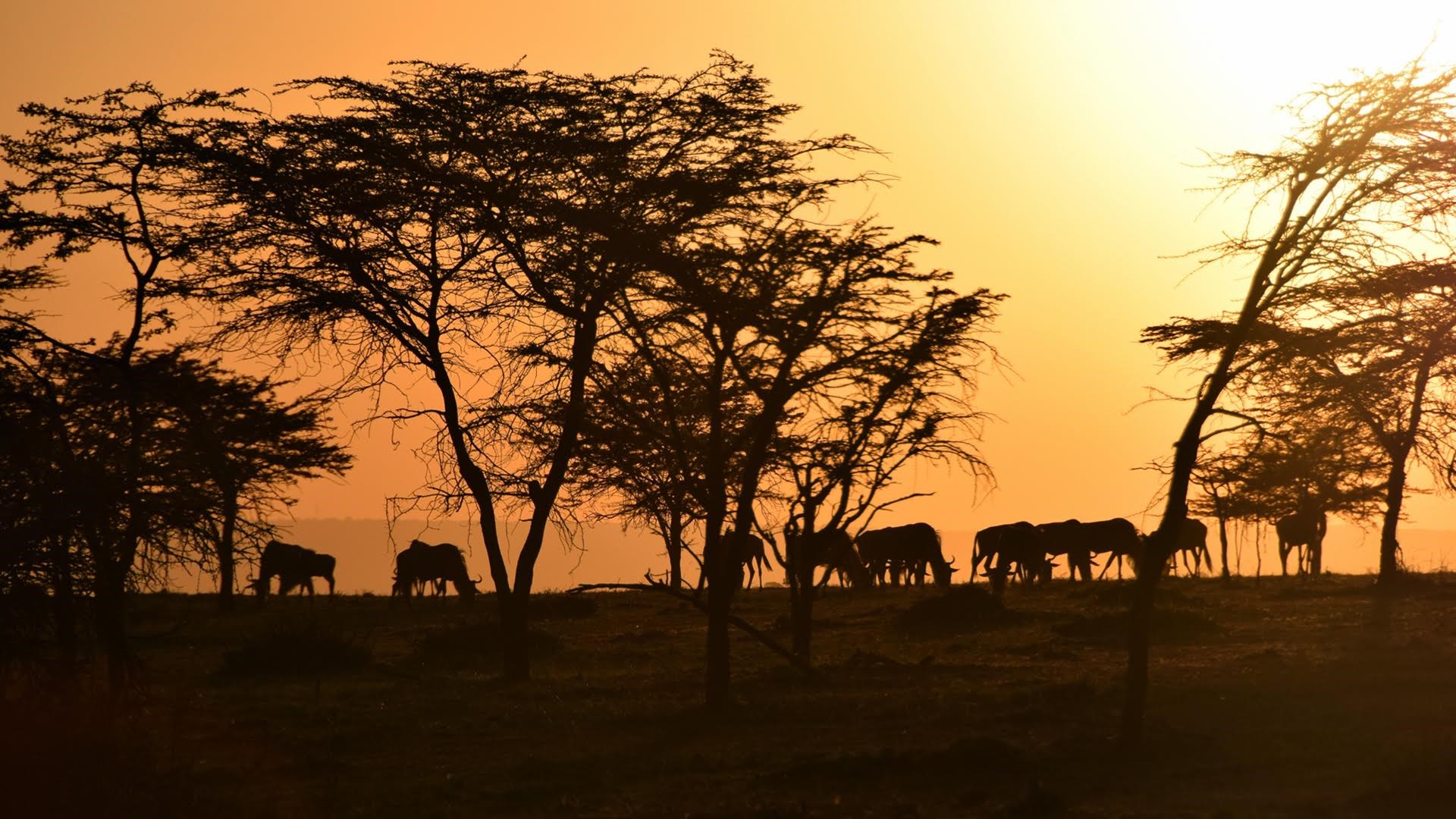 Masai Mara, Olare Mara Kempinski, Olare Motorogi Conservancy, Safari Camp, Game Drive, Safari, Tierbeobachtung, Gnu, Sonnenuntergang, Afrikarma, Afrikarma Safaris, Afrikarma Safaris. Wildnis. Hautnah., Afrikarma.de