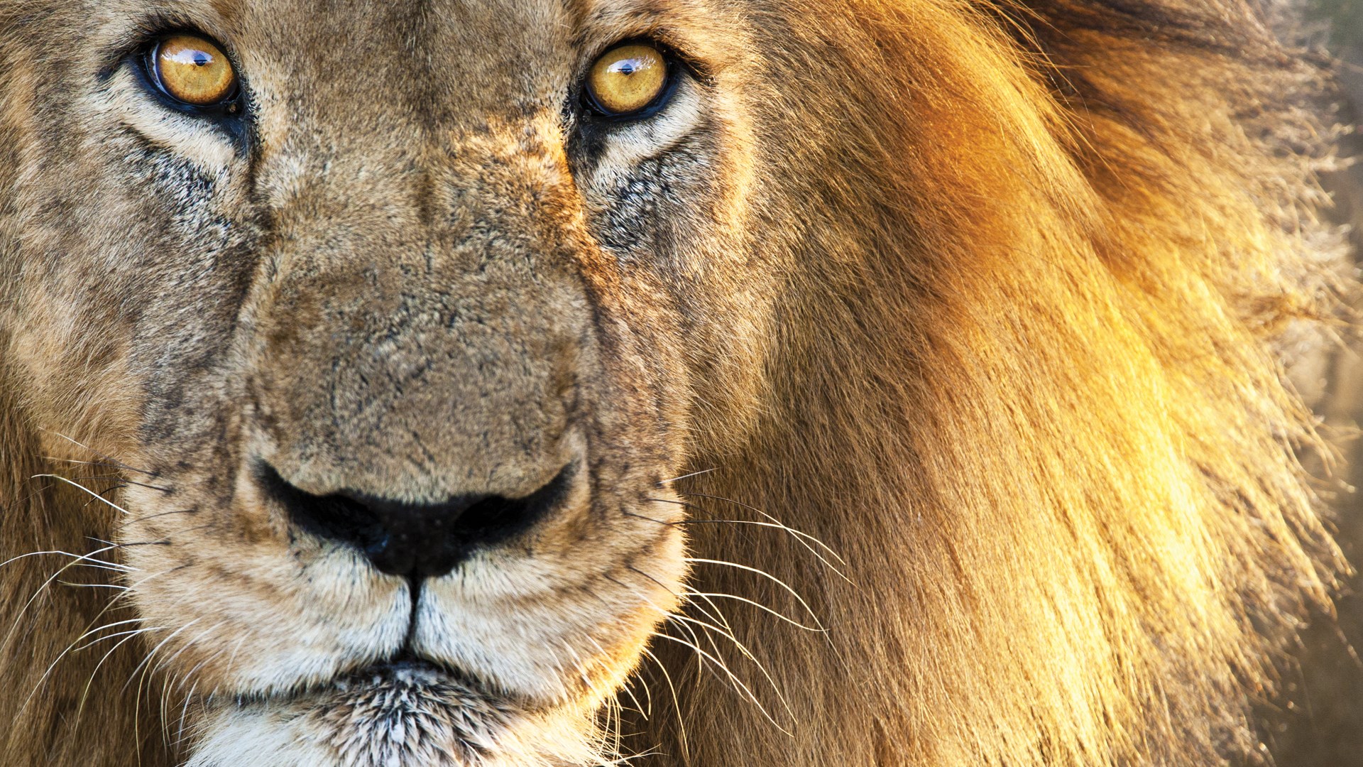 Masai Mara, Olare Mara Kempinski, Olare Motorogi Conservancy, Safari Camp, Game Drive, Safari, Tierbeobachtung, Löwe, Afrikarma, Afrikarma Safaris, Afrikarma Safaris. Wildnis. Hautnah., Afrikarma.de