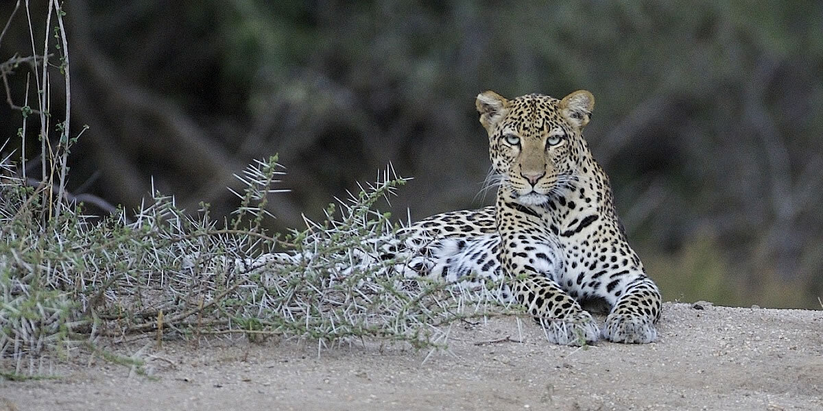 Namunyak Conservancy, Samburu, Sarara, Sarara Tree, Mathews Mountain Range, Singing Wells, Game Drive, Leopard, Afrikarma, Afrikarma Safaris, Afrikarma Safaris - Wildnis. Hautnah., Afrikarma.de