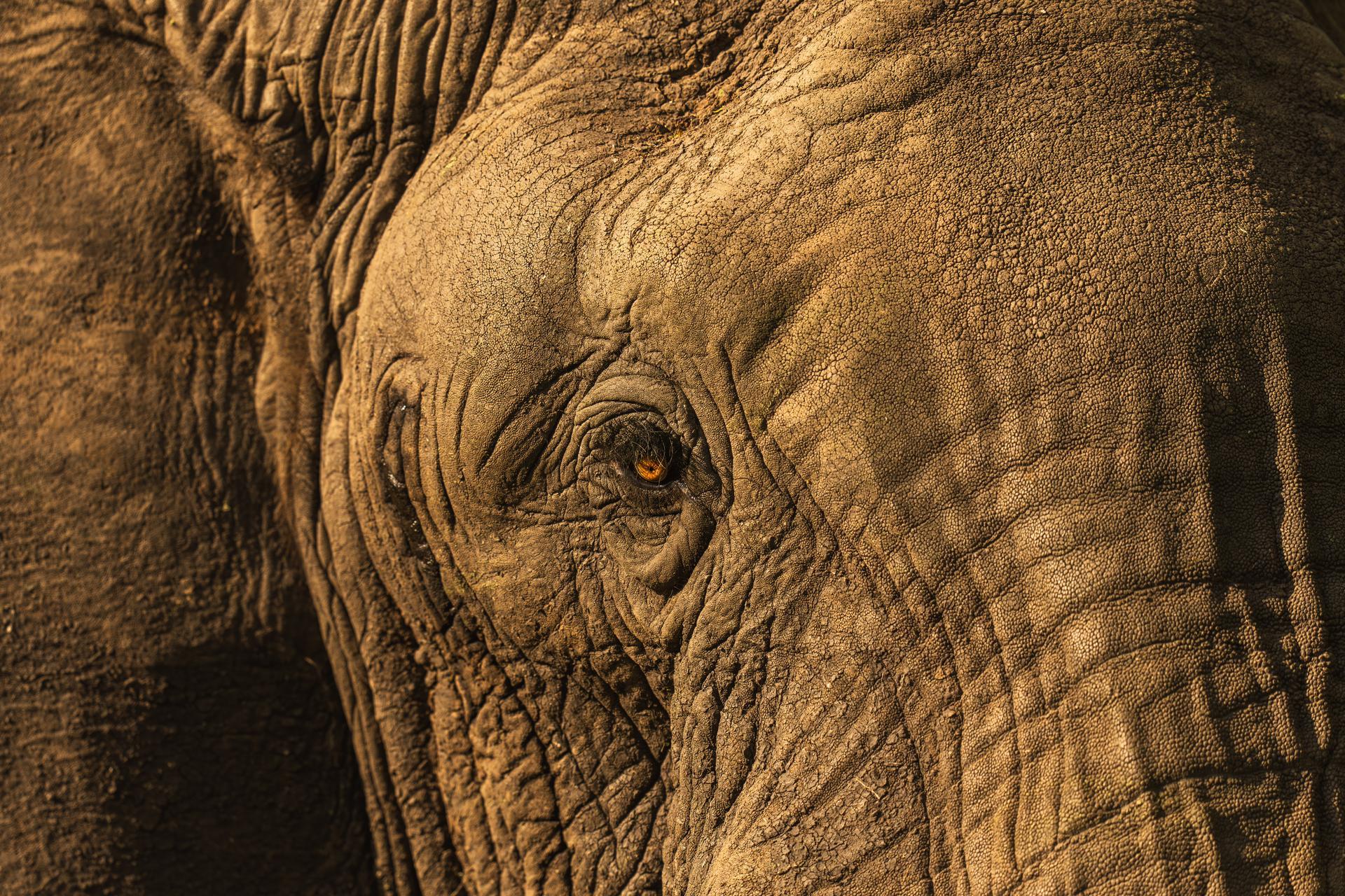 Wilderness Mara Camp: Elefantenportrait Wilderness Mara Camp: Elefantenportrait