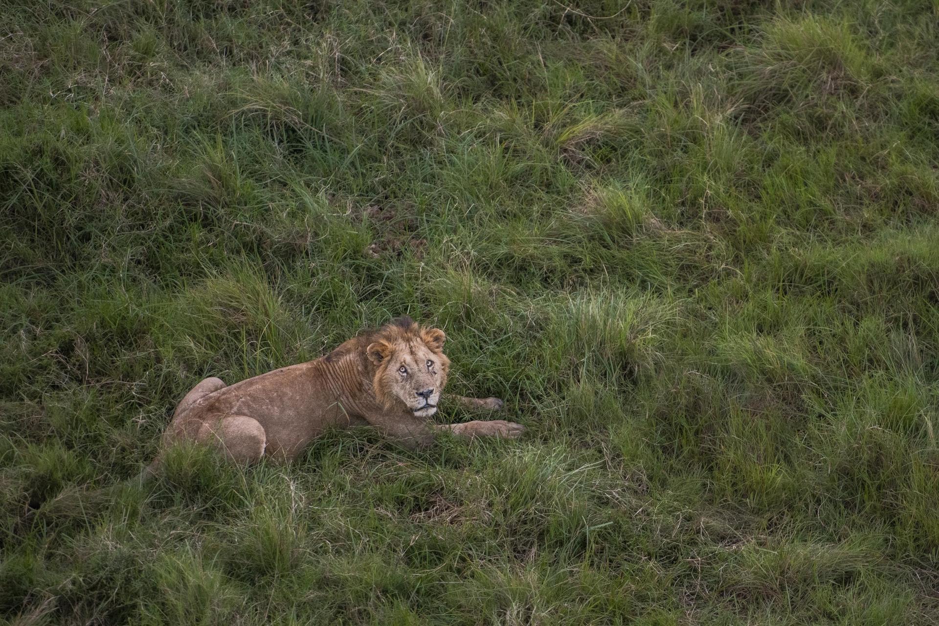 Wilderness Mara Camp: Löwe Wilderness Mara Camp: Löwe