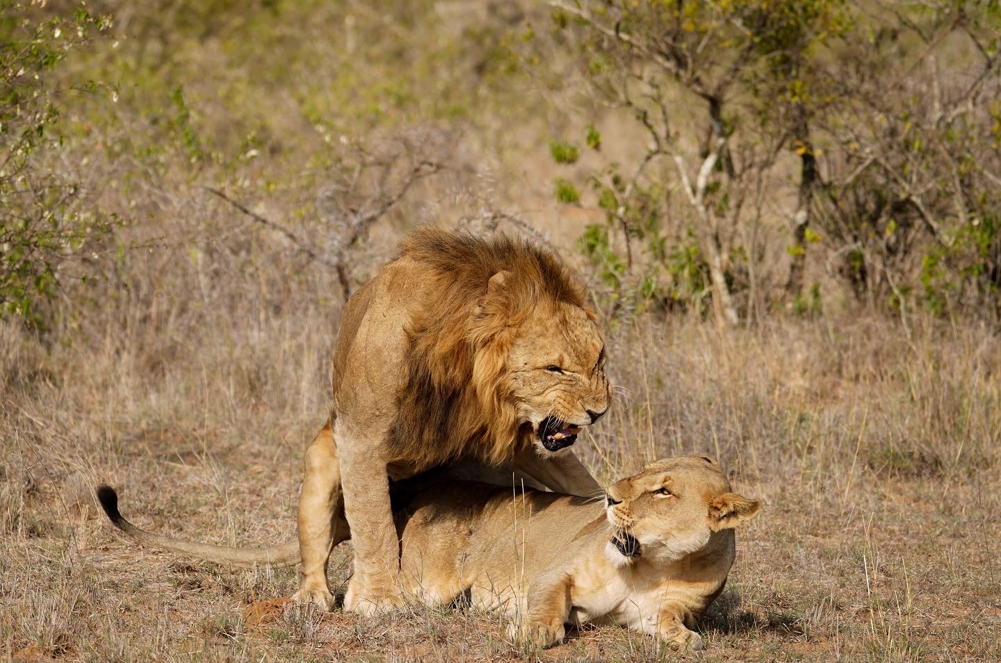 andBeyond Suyian Lodge: Löwen