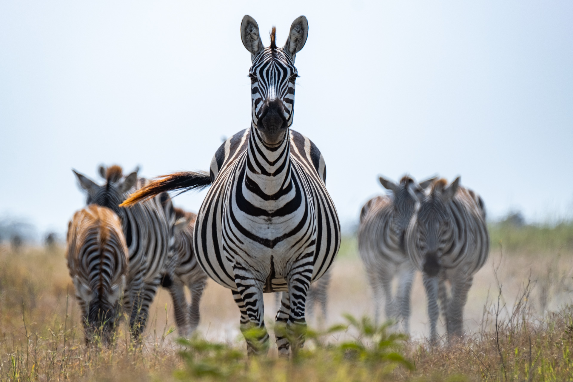 Angama Amboseli: Zebras