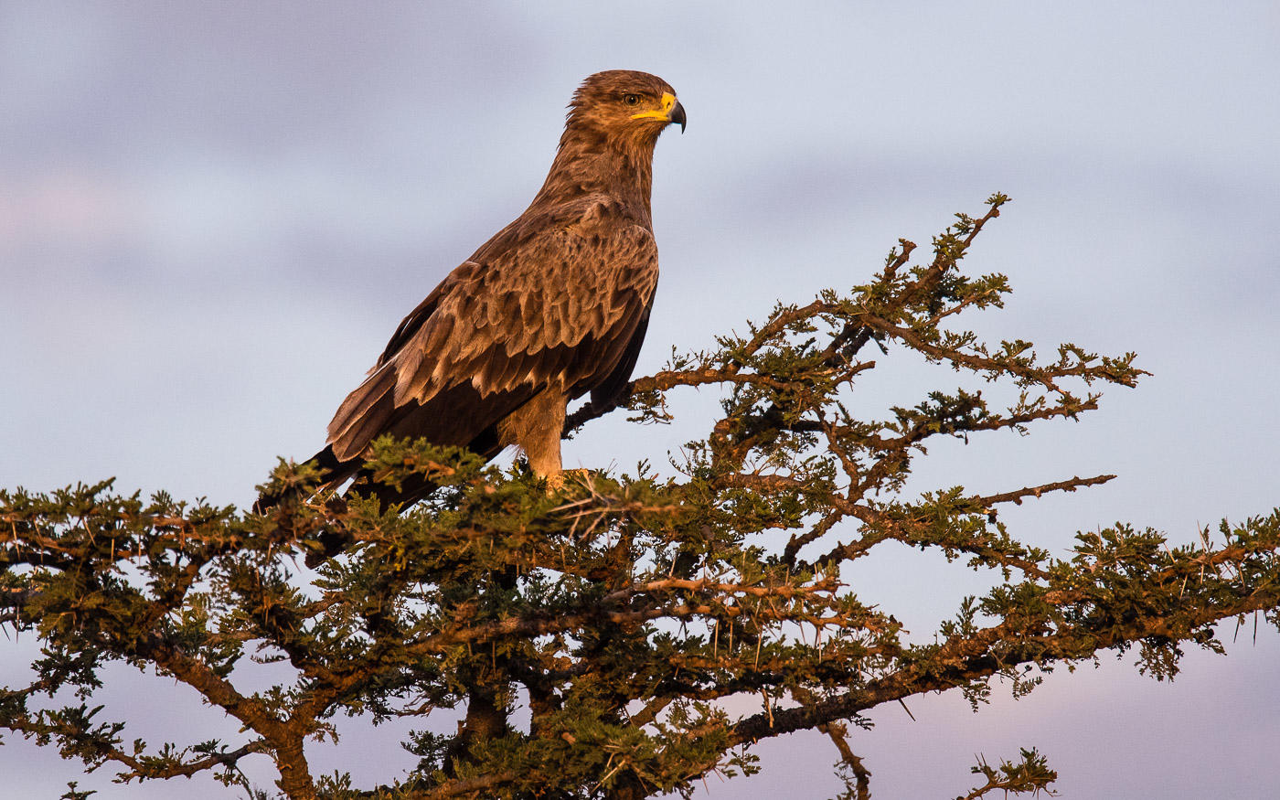 Basecamp Masai Mara: Adler