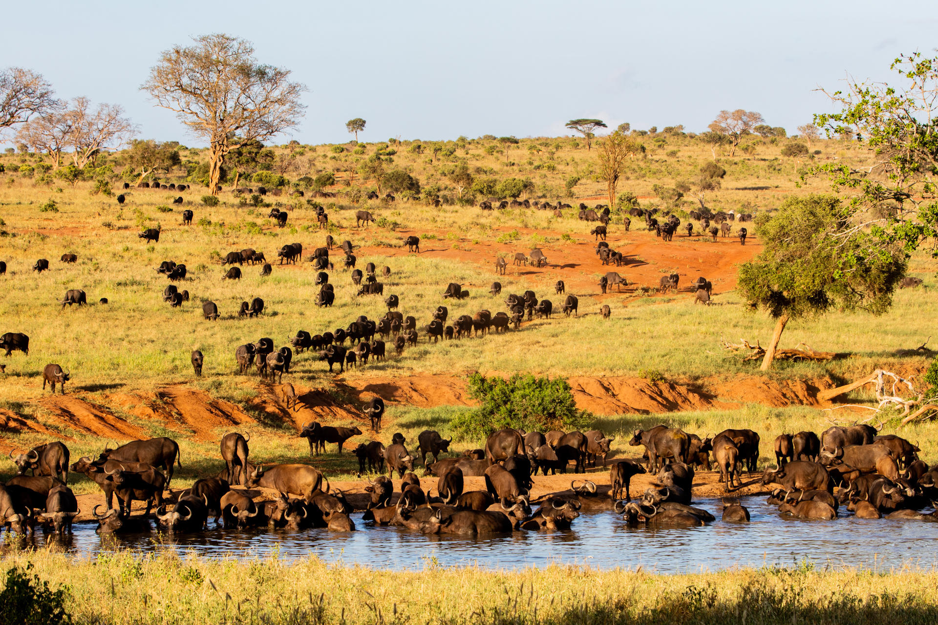 Campi ya Kanzi Lodge: Büffel am Wasser