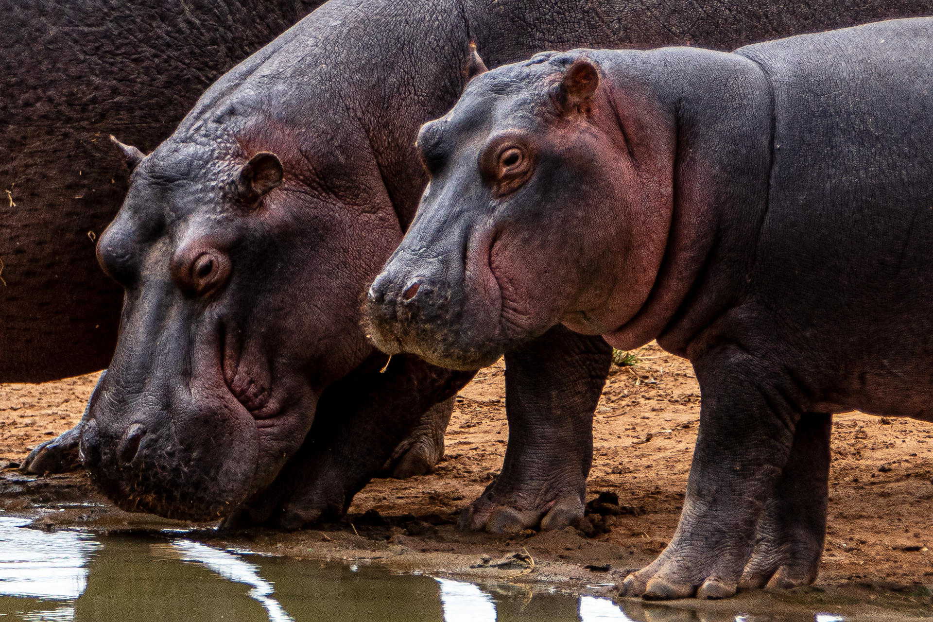 Campi ya Kanzi Lodge: Nilpferde