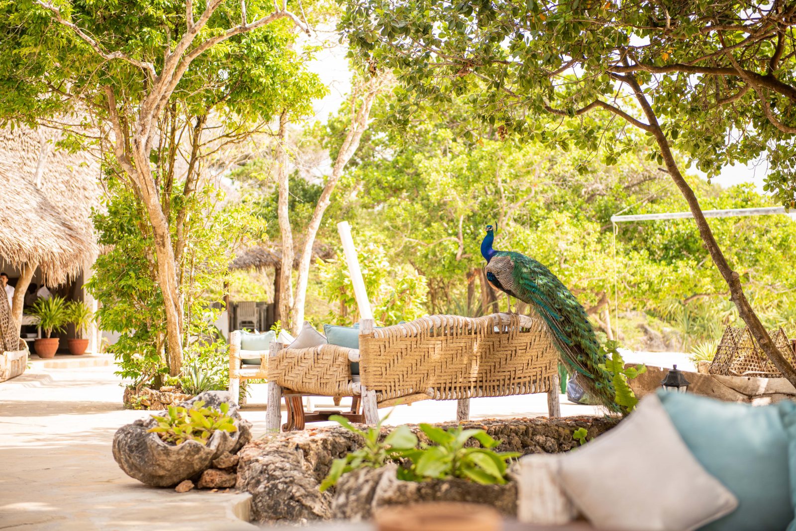 Chale Island: Ein Pfau im Resort Chale Island: Ein Pfau im Resort