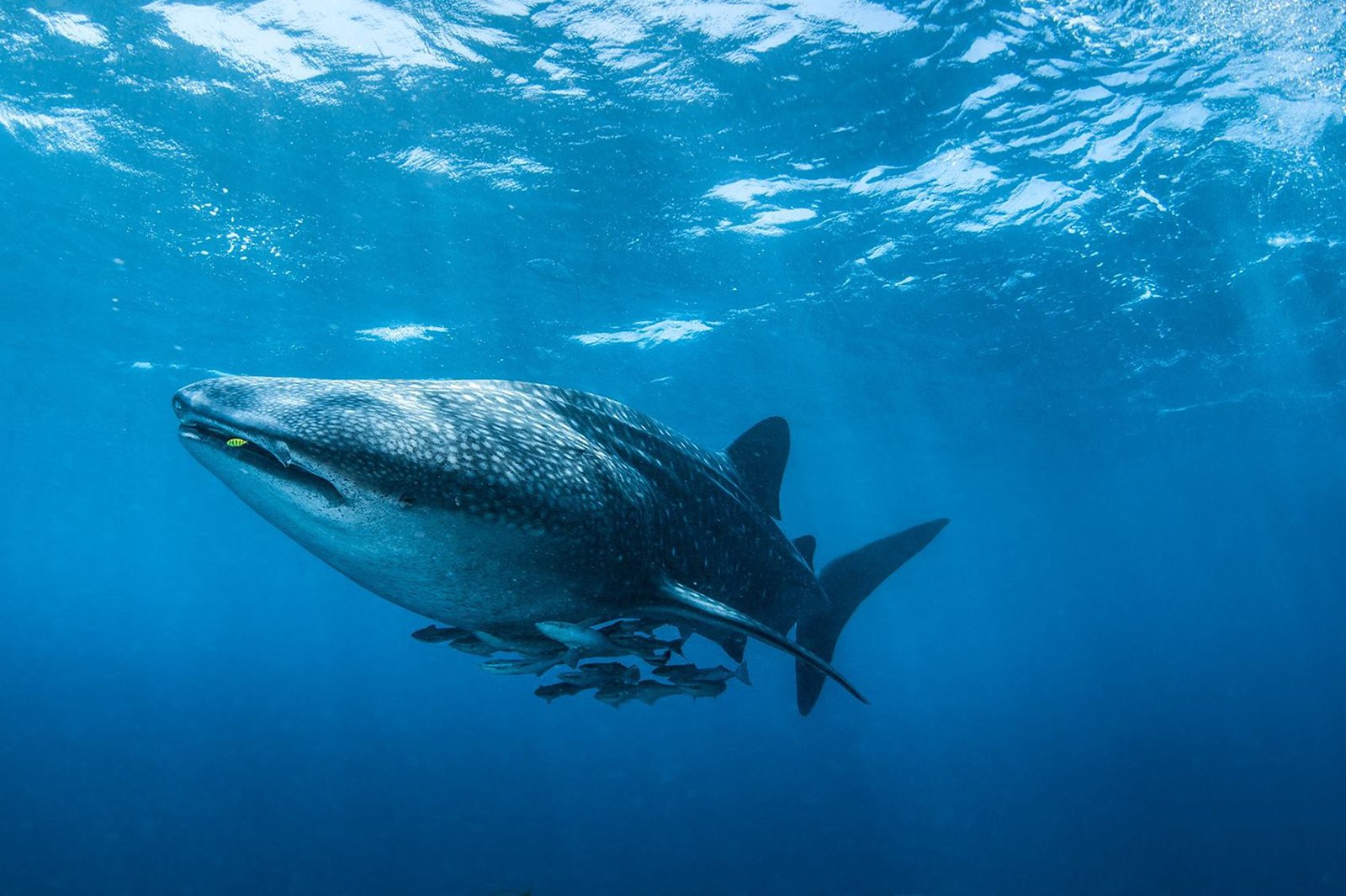 Chale Island: Ein Walhai Chale Island: Ein Walhai