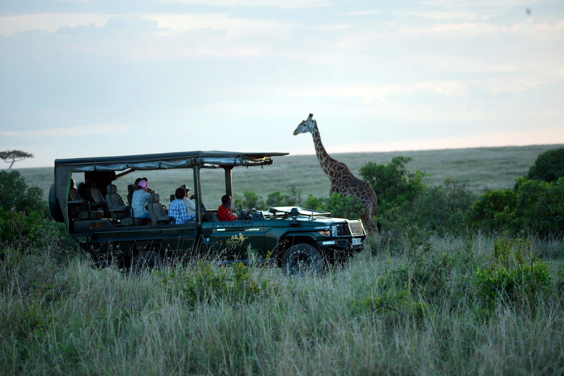 Ilkeliani Camp: Giraffe auf einer Pirschfahrt Camp, Ilkeliaki, Ilkeliaki Camp, Kenia, Kenya, Safari