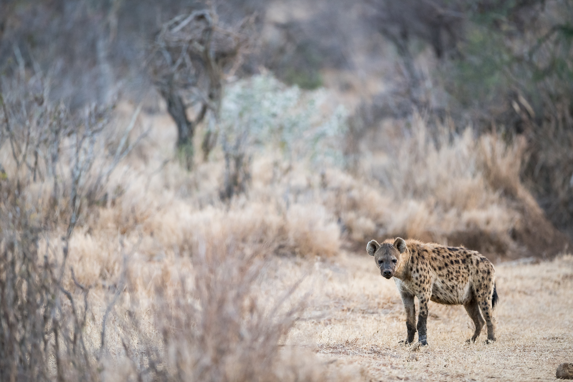 Laikipia Wilderness Palm Camp: Hyäne