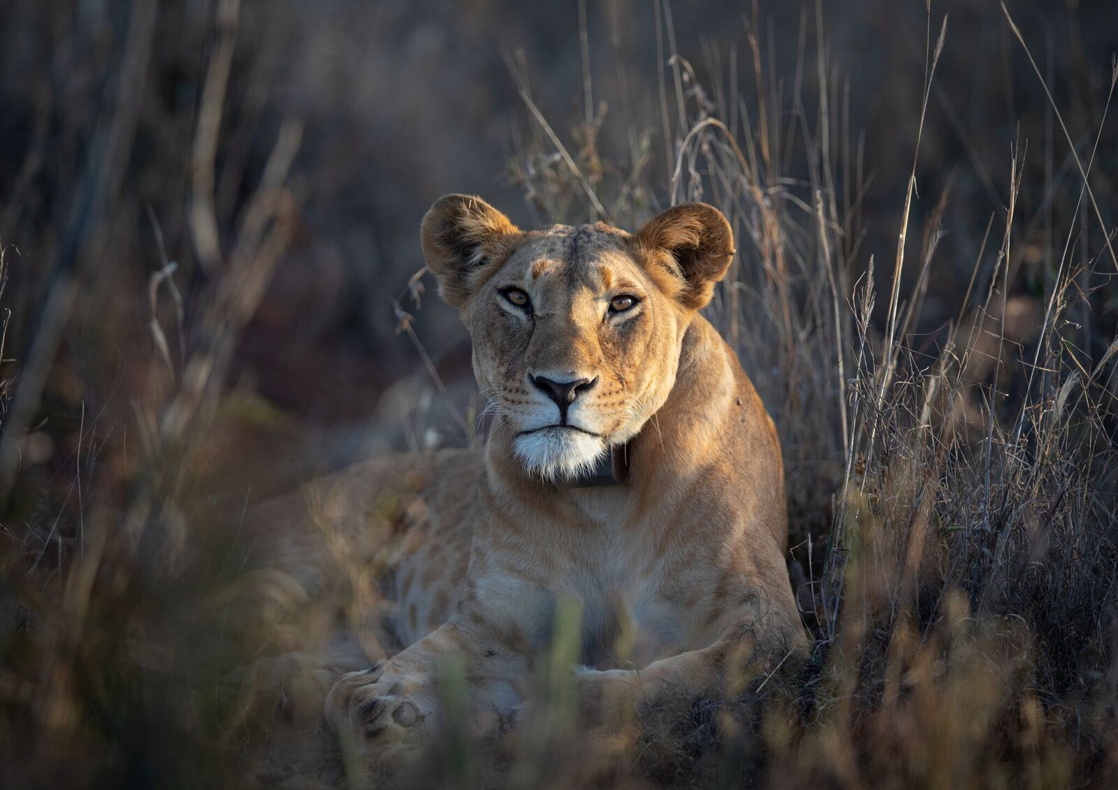 Laikipia Wilderness River Camp: Löwin