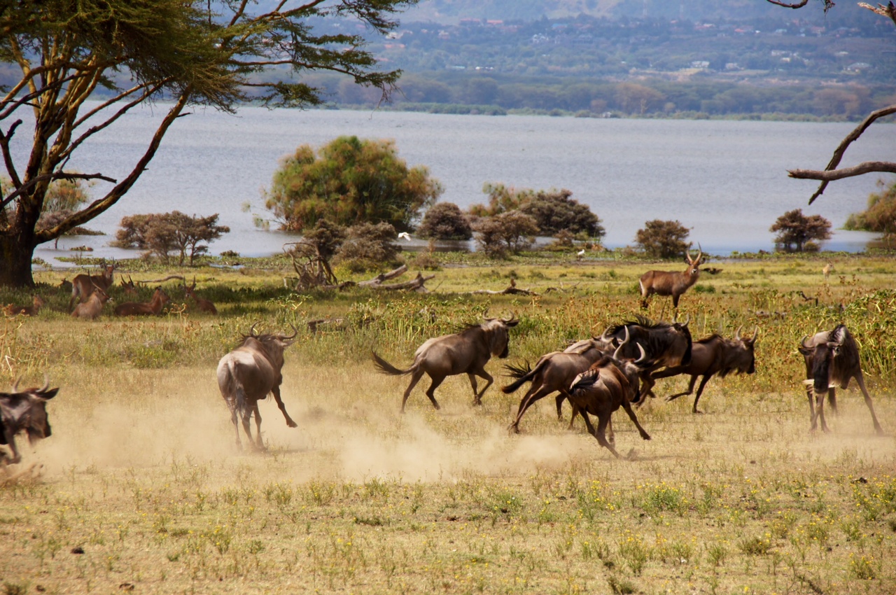 Afrika, Kenia, Loldia, Loldia House, Naivasha See