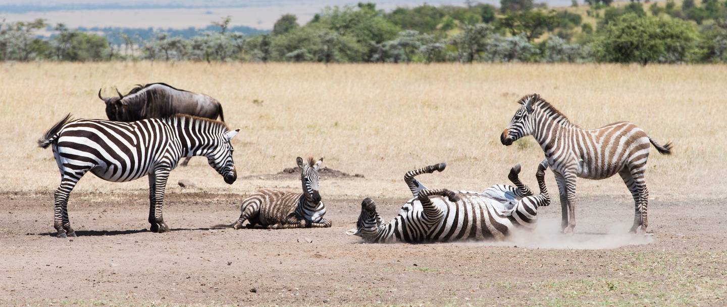 Mahali Mzuri: Spielende Zebras