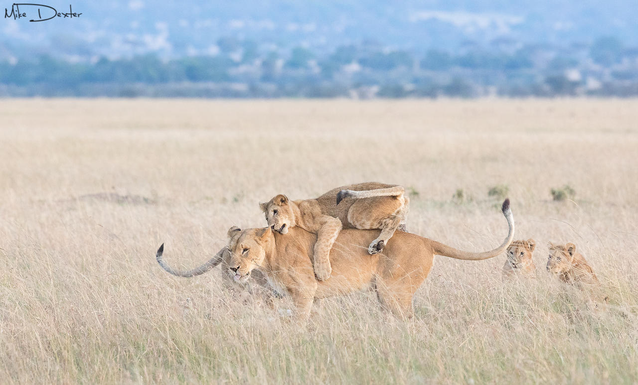 Ngare Serian Camp: Spielende Löwen