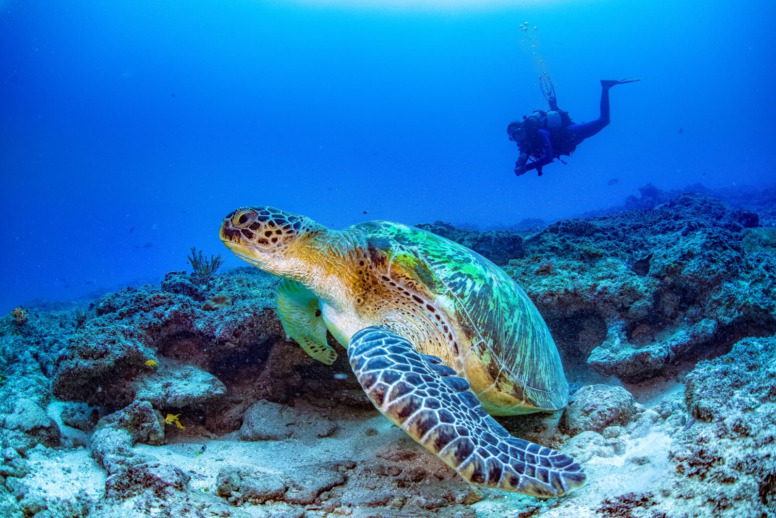 Nomad Beach Resort: Tauchen mit Schildkröten