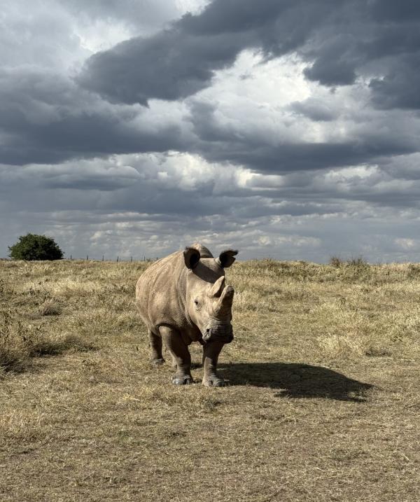 Ol Pejeta Bush Camp: Nashorn Ol Pejeta Bush Camp: Nashorn