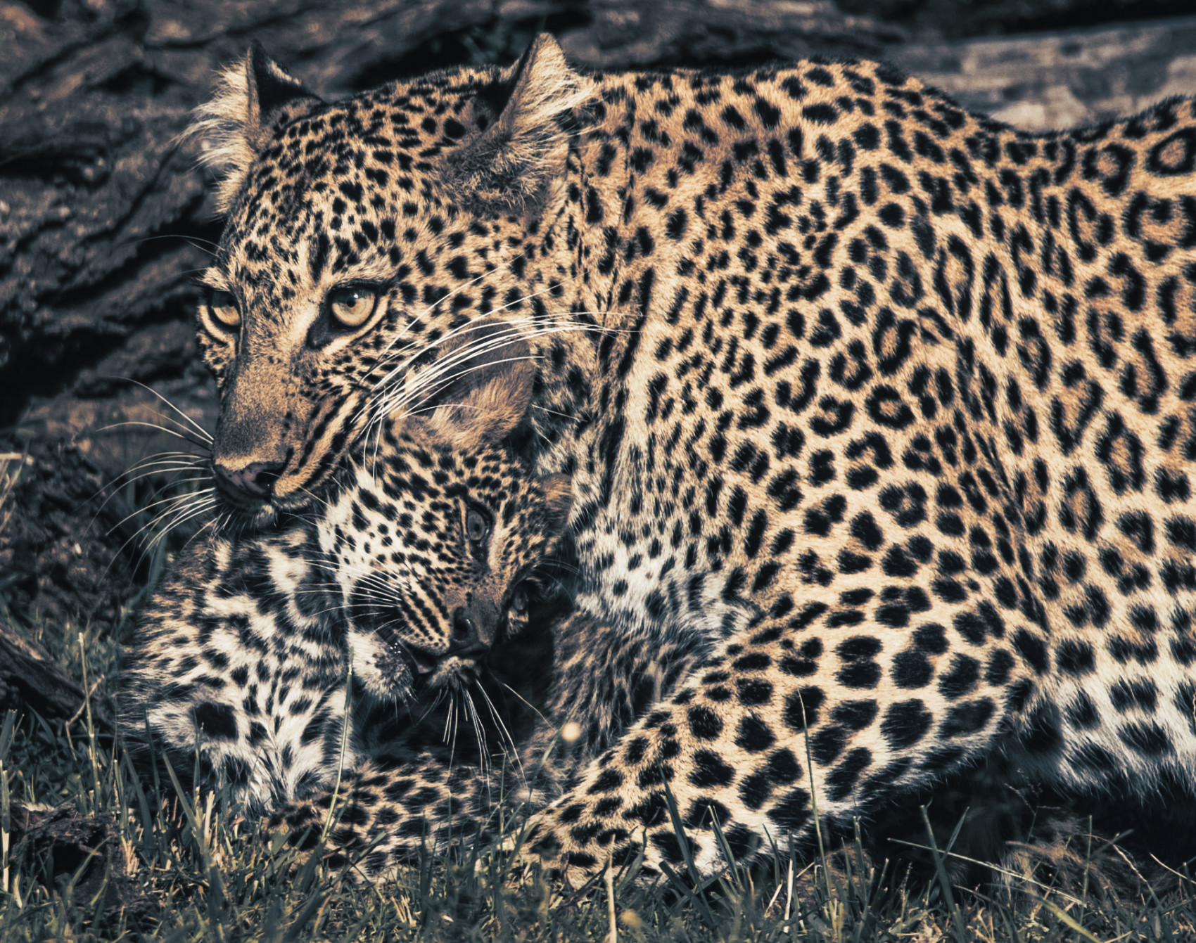 Afrikarma, Afrikarma. Wildnis. Hautnah, Camp, Game Drive, Kenia, Kenya, Lodge, Maasai, Masai Mara, Ol Seki, Pirschfahrt, www.afrikarma.de, Zeltcamp