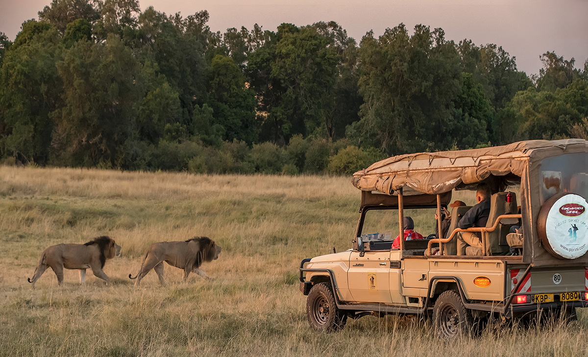 Porini Lion Camp, Camp, Kenia, Lion, Löwen