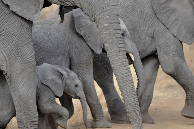 Rhino River Camp: Elefanten