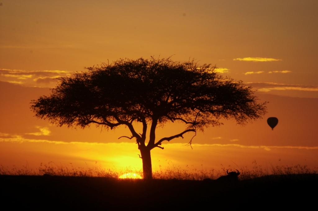 Akazie, Aktivitäten, Ballonfahrt, Heißluftballon, Landschaft, Sonnenaufgang, Mara National Reserve, Masai Mara, Afrikarma, Afrikarma Safaris, Afrikarma Safaris - Wildnis. Hautnah., Afrikarma.de, Sala's Camp, The Safari Collection