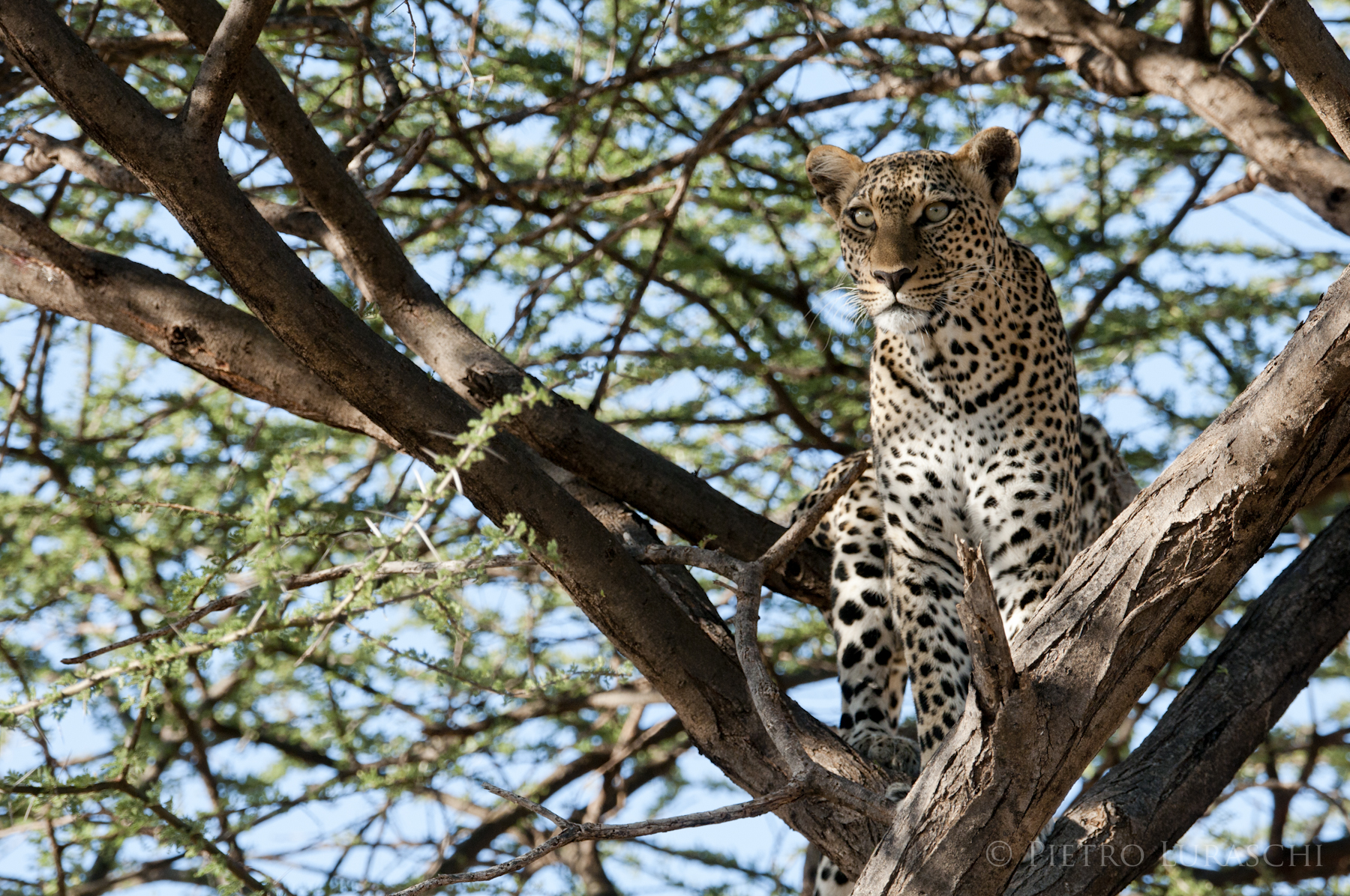 Saruni Samburu: Leopard hält Ausschau