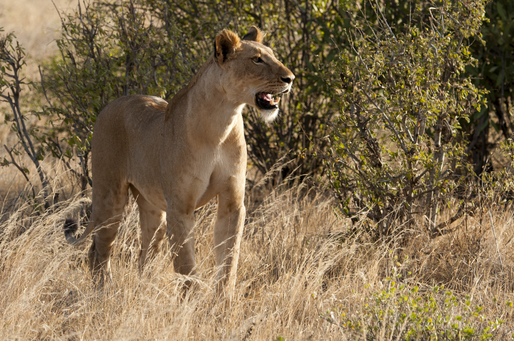 Saruni Samburu: Samburu-Löwin