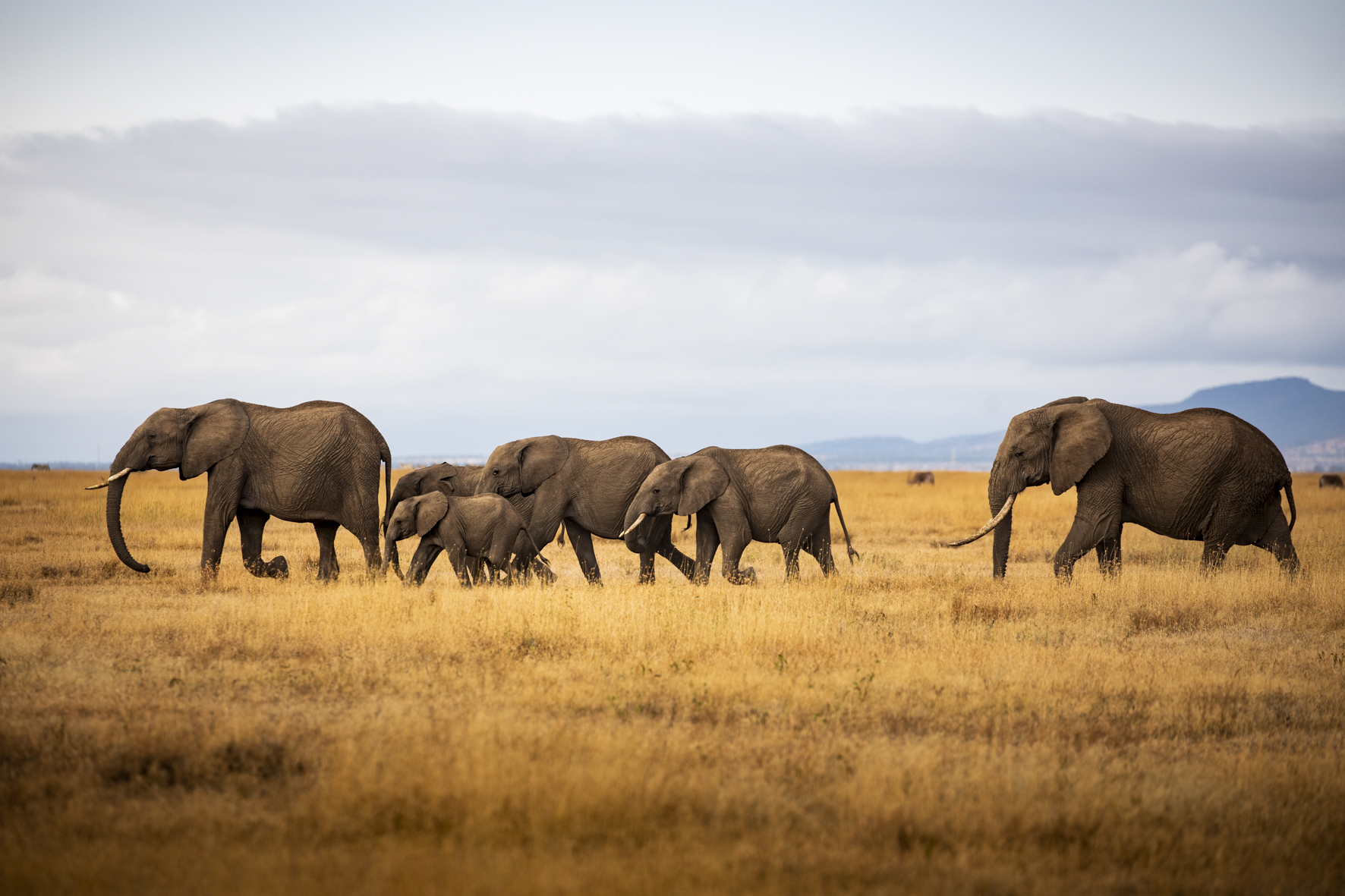 Segera Retreat: Eine Elefantenherde