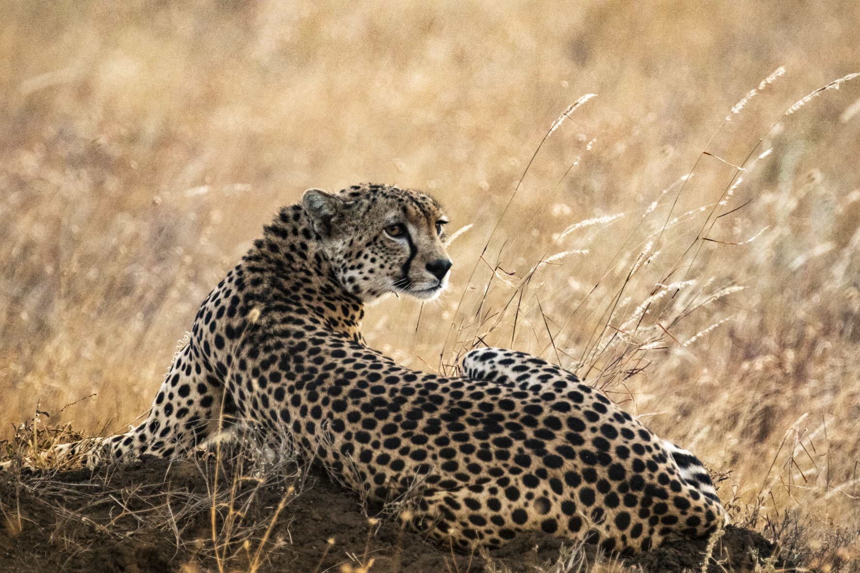 Segera Retreat: Ein Gepard