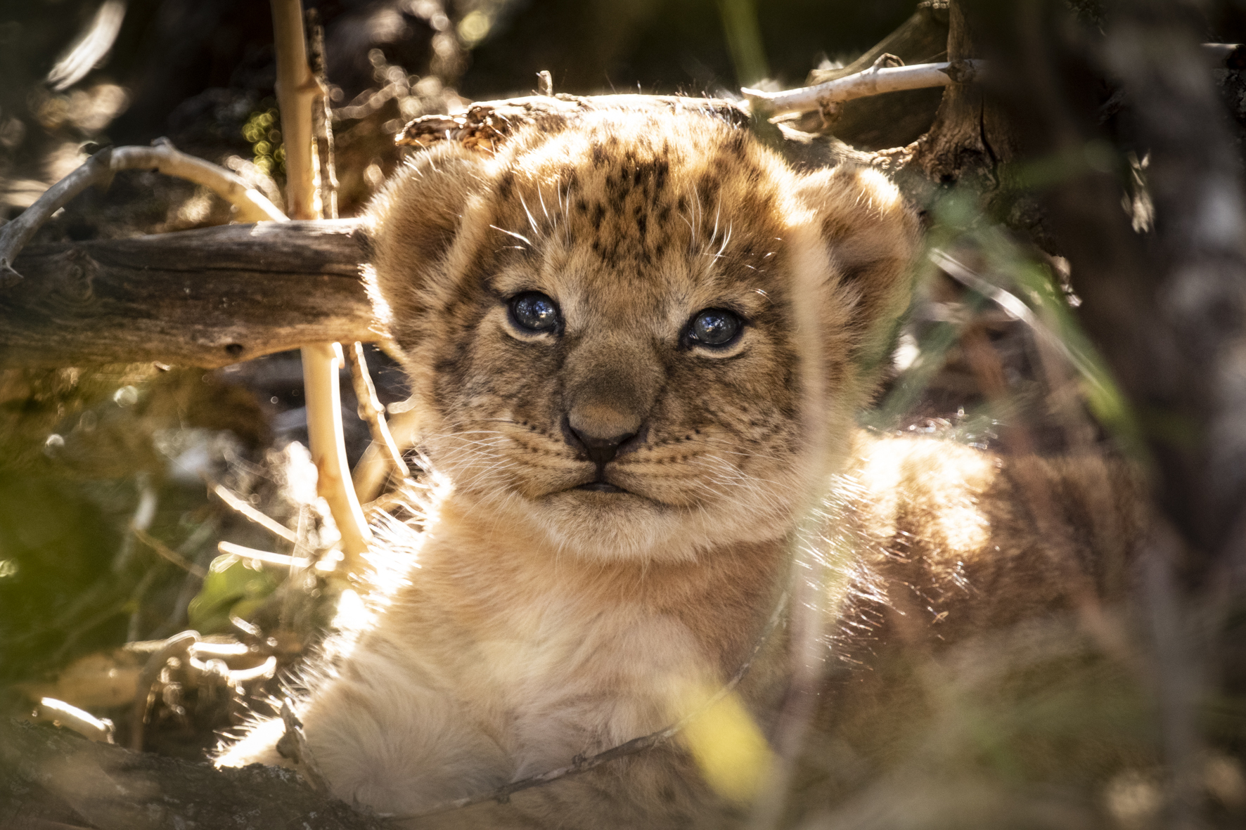 Segera Retreat: Ein Löwenbaby