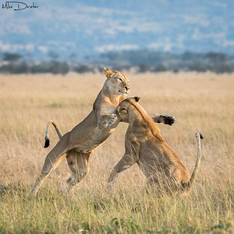 Serian's Nkorombo Mobile Camp: Spielende Löwen