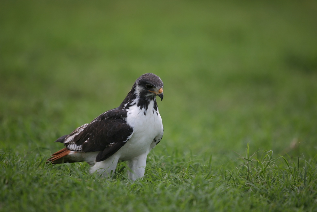 Sleeping Warrior Lodge: Greifvogel auf Jagd