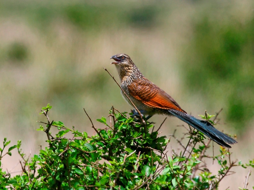 Sleeping Warrior Lodge: Vogelgezwitscher