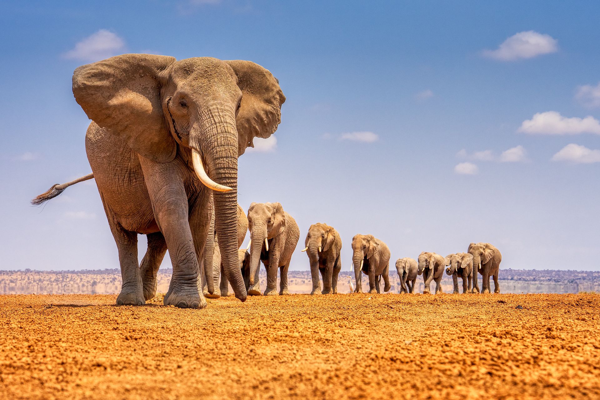 Soroi Amboseli Camp: Elefantenherde Soroi Amboseli Camp: Elefantenherde