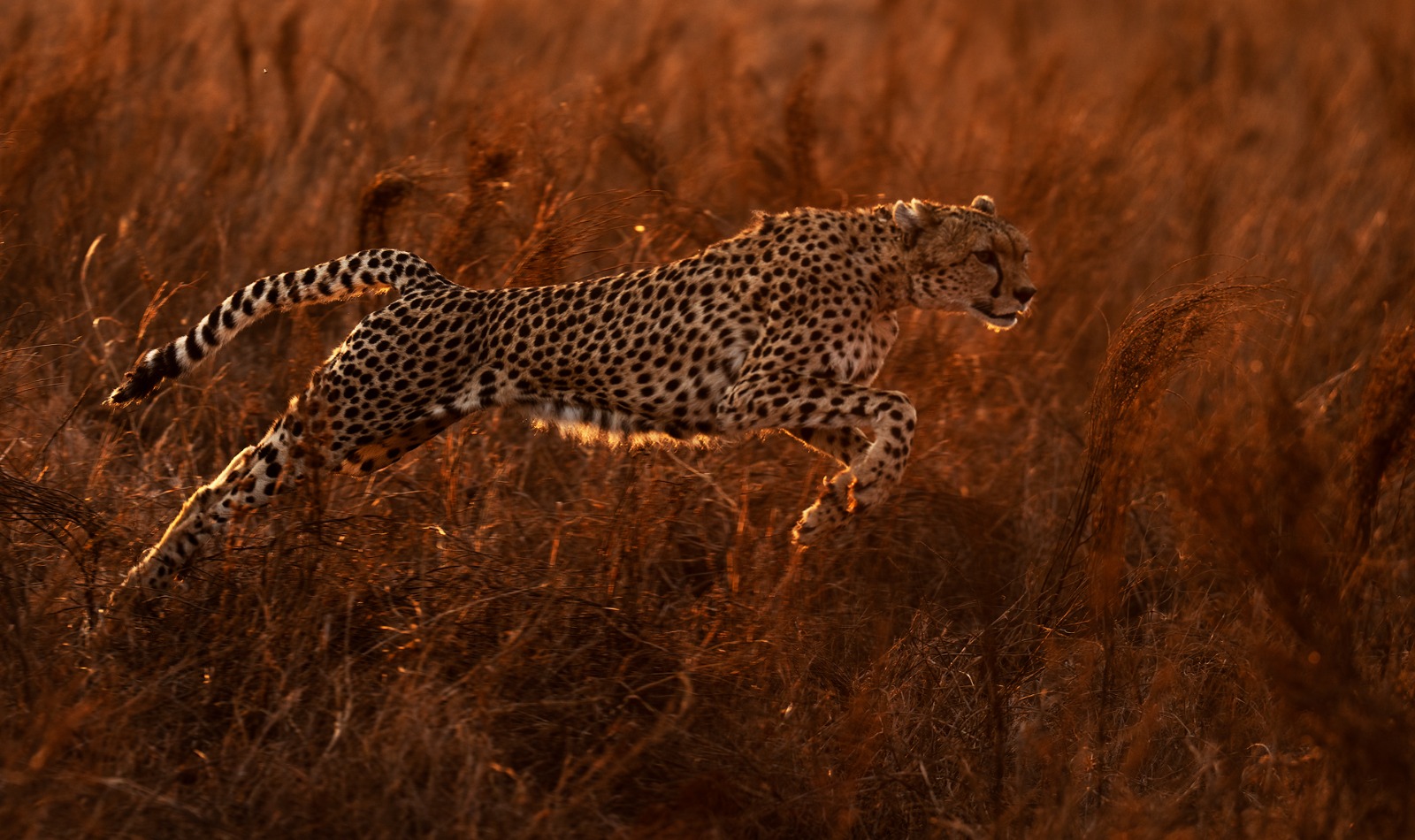 Soroi Cheetah Tented Camp: Gepard im Sprung