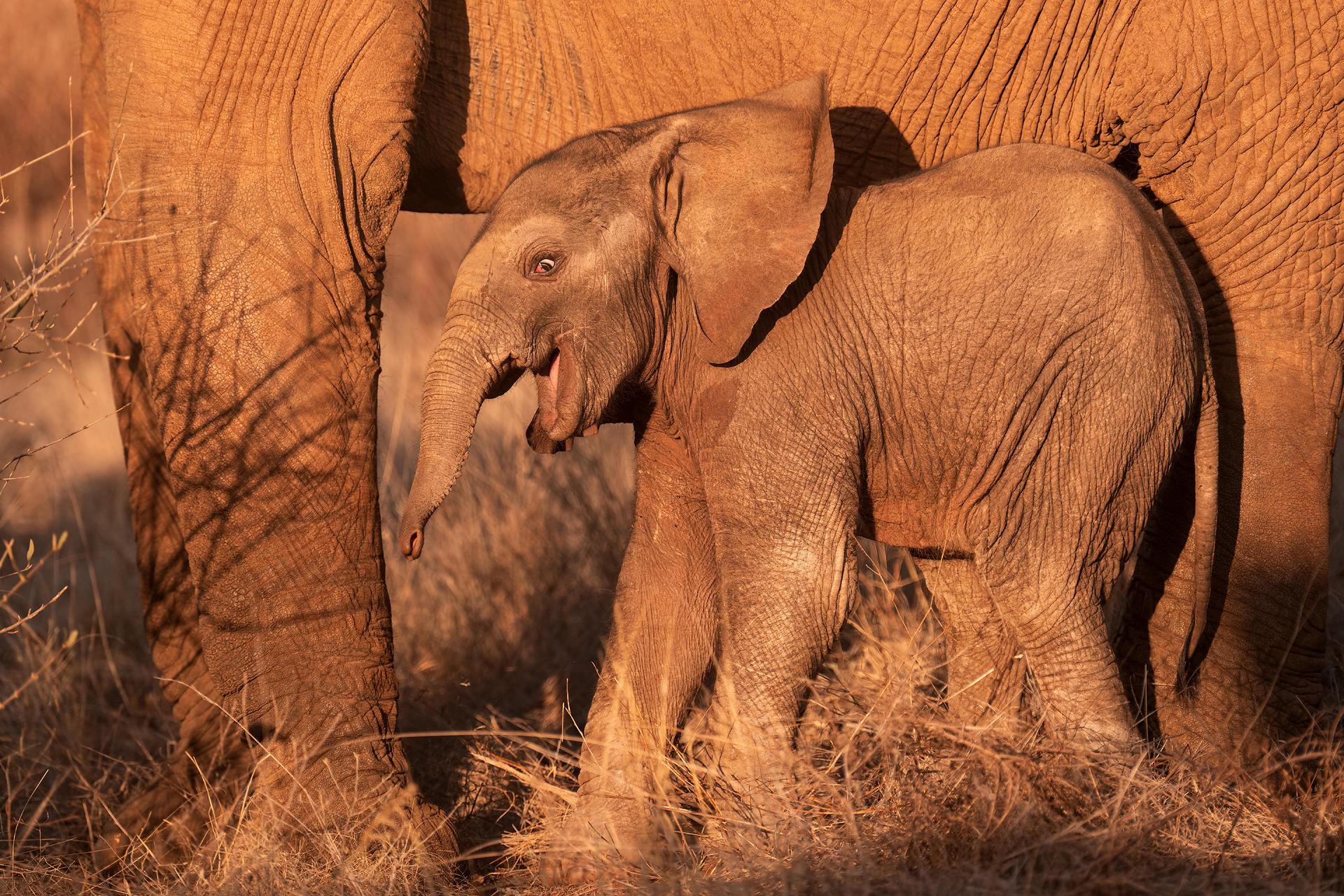 Soroi Larsens Camp: Ein Elefantenbaby