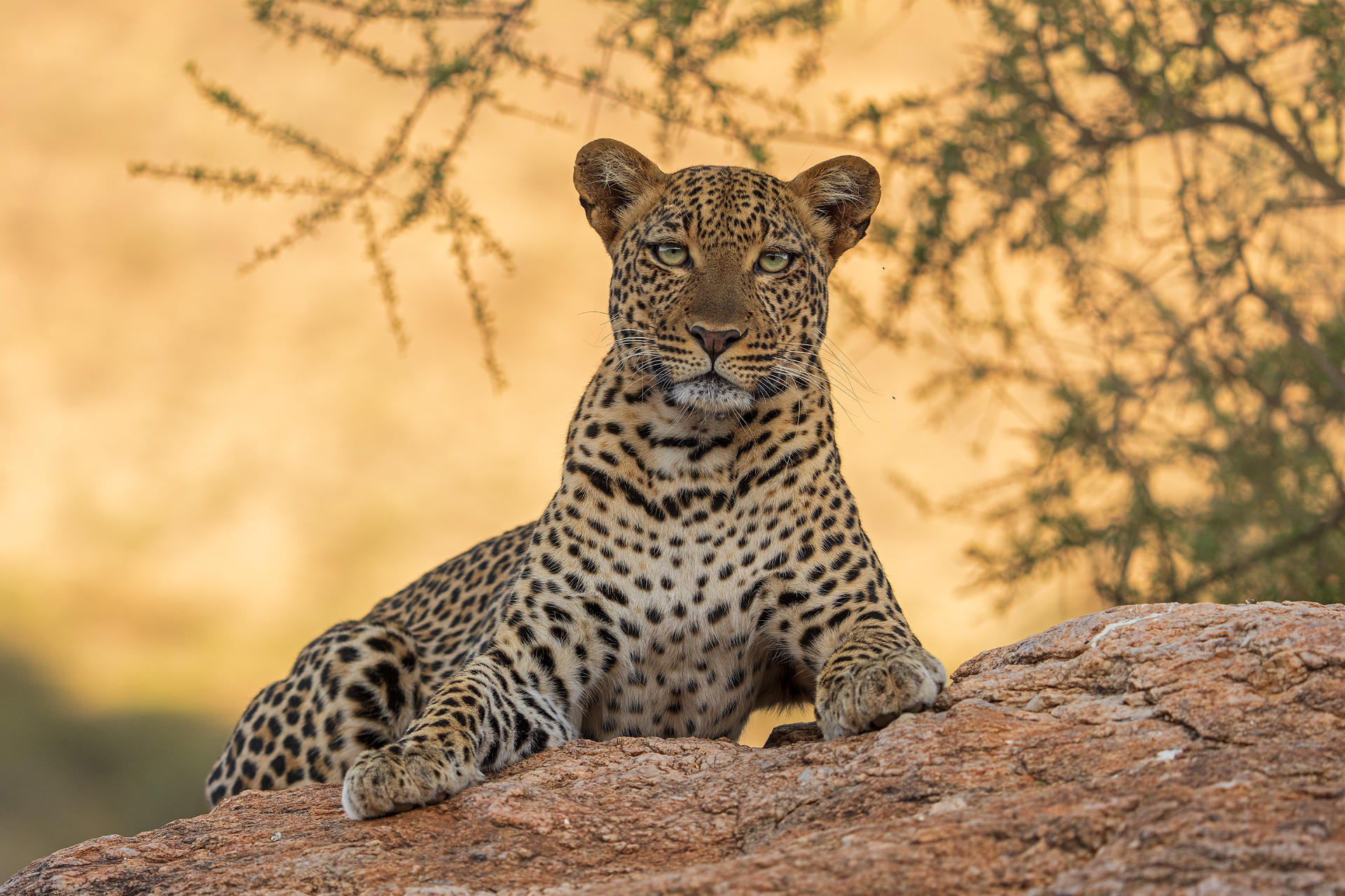 Soroi Larsens Camp: Ein Leopard