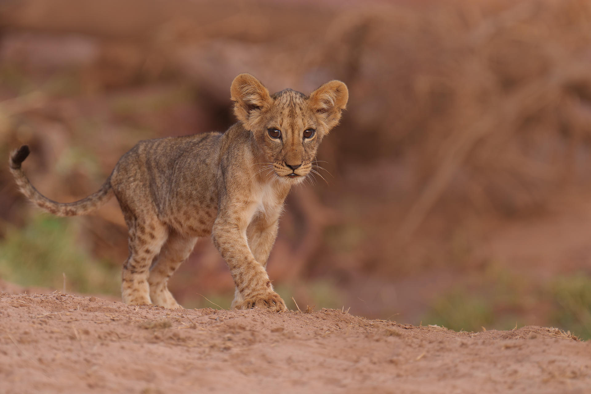Soroi Larsens Camp: Ein Löwenbaby