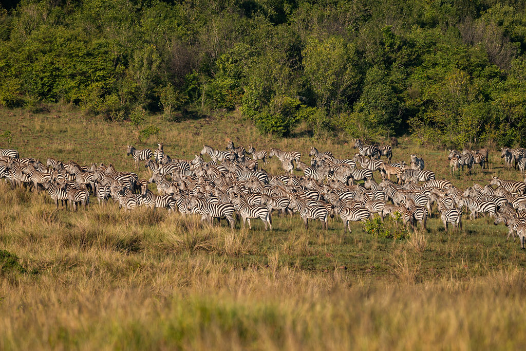 Soroi Luxury Migration Camp: Zebraherde