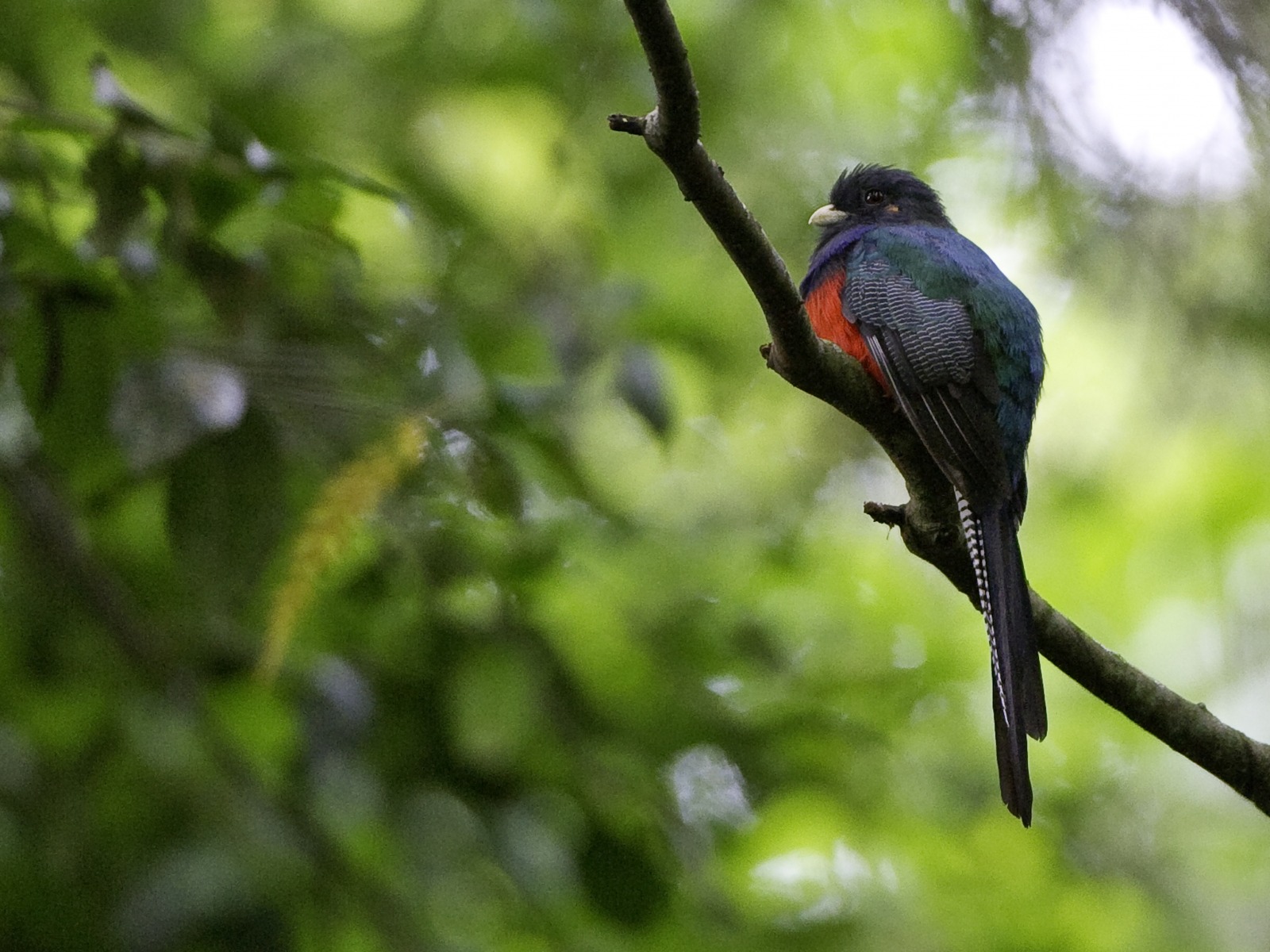 Chelinda Lodge, Malawi, Nyika Plateau, Nyika National Park, Apaloderma vittatum, Bar-tailed Trogon, Bergtrogon, afrikarma, afrikarma.de, Wilderness Safaris