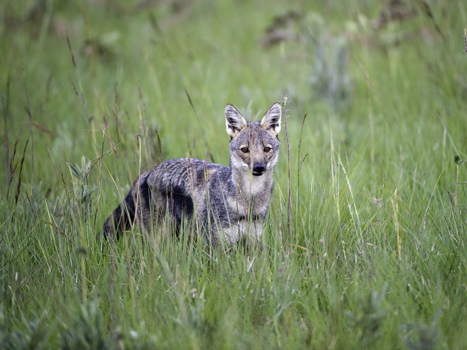 Chelinda Lodge, Malawi, Nyika Plateau, Nyika National Park, Side Striped Jackal, Streifenschakal, afrikarma, afrikarma.de, Wilderness Safaris